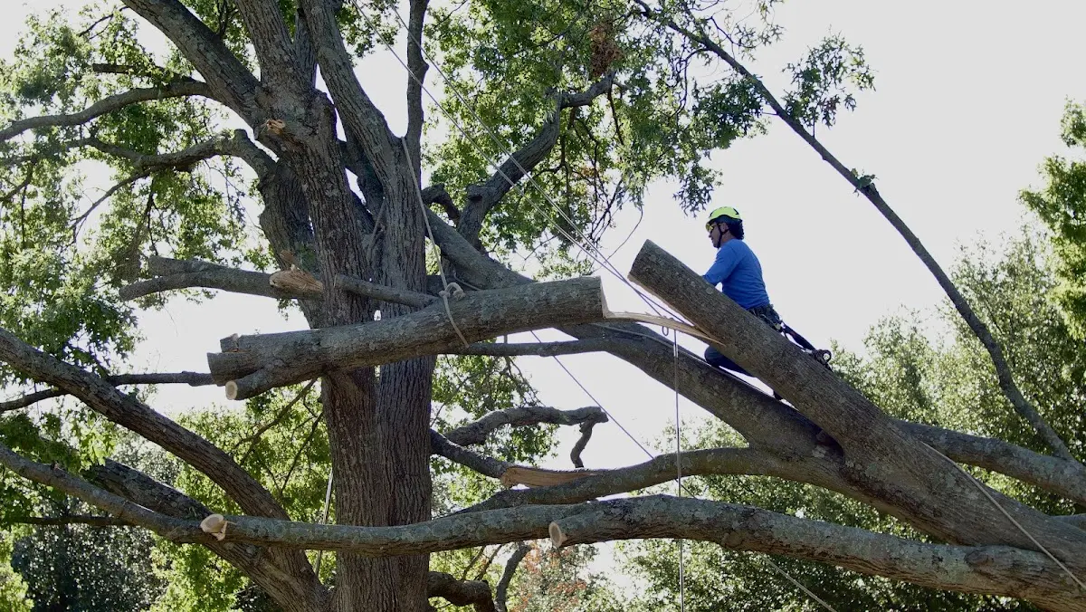 Professional Crown Thinning performed by certified arborists in Pocola